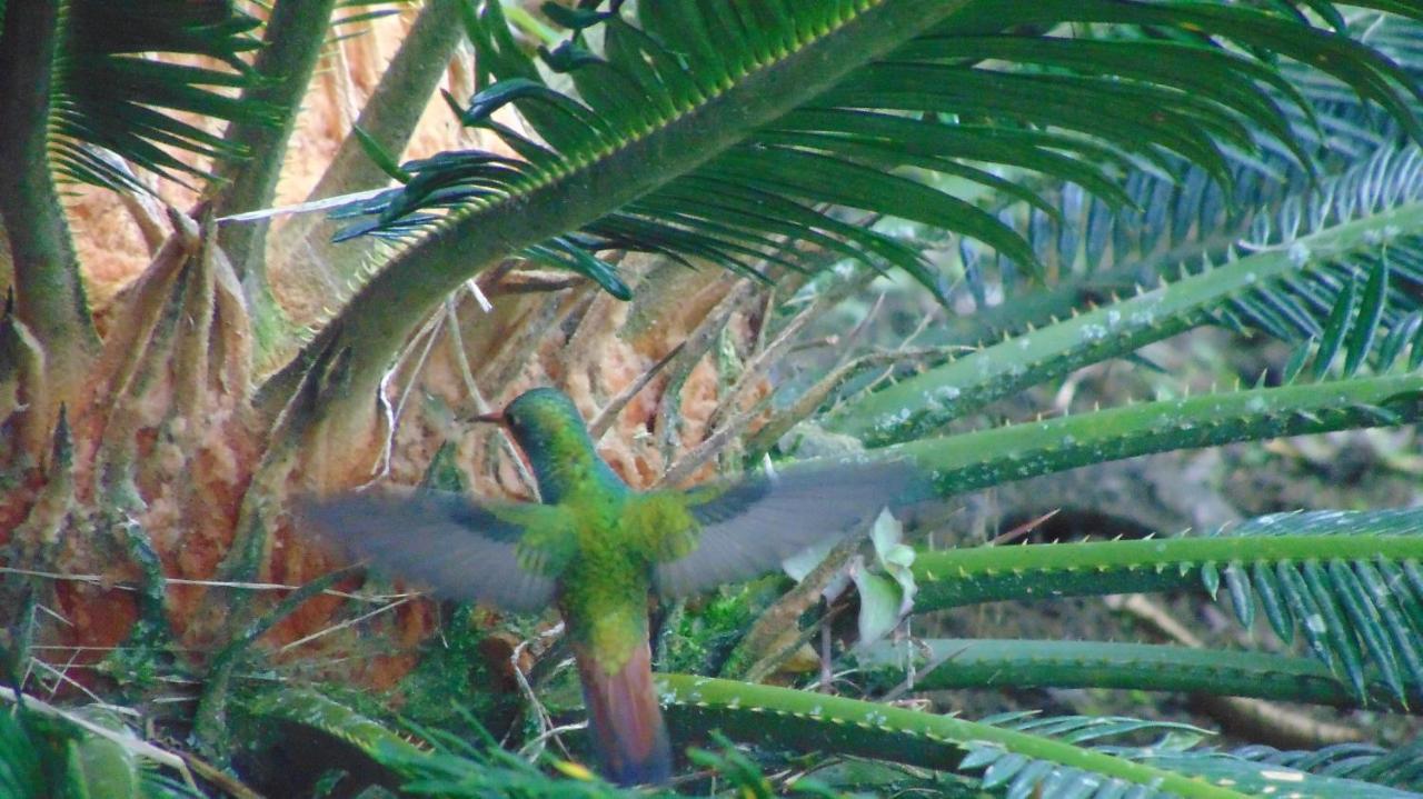 Finca Hotel La Quinta Porra アルメニア エクステリア 写真